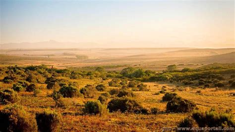 The Verdant Wonder: Uncovering the Definition of a Bush for a Lush Landscape