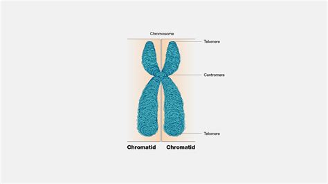 Unraveling the Code: Demystifying the Definition of a Chromatid