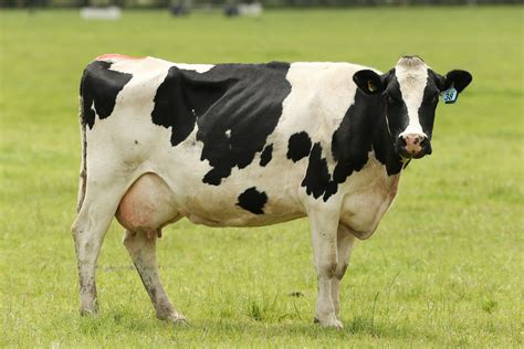 The Bovine Brilliance: Unveiling the Definition and Fascinating Facts About a Cow