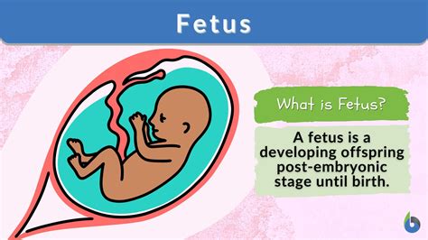 The Comprehensive Guide to Understanding the Enigmatic Fetus