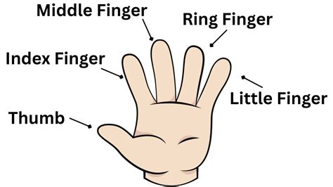 The Anatomy of Digits: Unraveling the Definition of a Finger for a Deeper Understanding