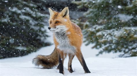 Unraveling the Elusive Charm: Decoding the Definition of a Sly and Crafty Fox