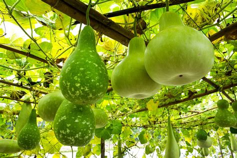 Discover the Enchanting World of Gourds: Unveiling the Definition of this Unique Plant!