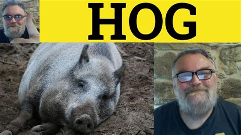 Hogging the Spotlight: Unveiling the Enigmatic Definition of a Hog
