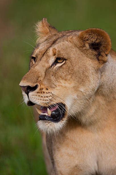 Unveiling The Intrepid Queen of the Savanna: Decoding The Definition Of A Lioness