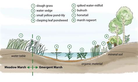 Discovering the Meaning of a Marsh: Definition and Characteristics.