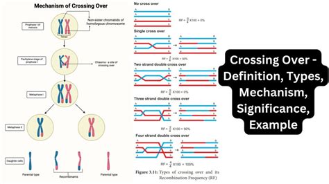 Understanding the Definition and Function of Mechanisms