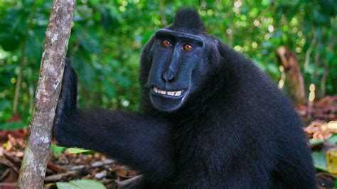 The Peculiar Primate: Unveiling the Fascinating Definition of a Monkey