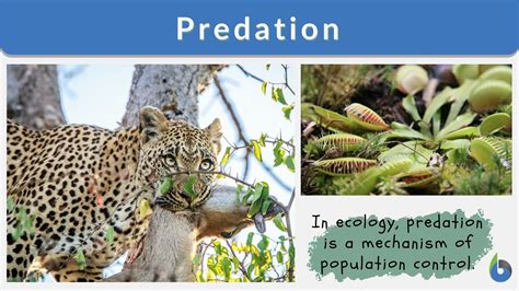 Understanding the Definition of a Predator: A Comprehensive Guide
