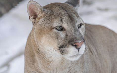 Unveiling the Meaning of a Puma: A Comprehensive Guide
