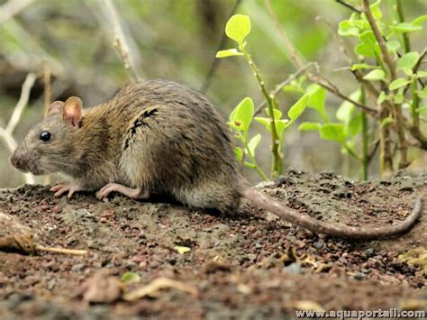 Demystifying the Myths: Unveiling the True Definition of a Rat