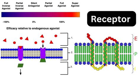 The Gateway to Cellular Communication: Unpacking the Definition of a Receptor in Biology