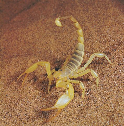 What Exactly Is A Scorpion? Discover Its Definition Here!