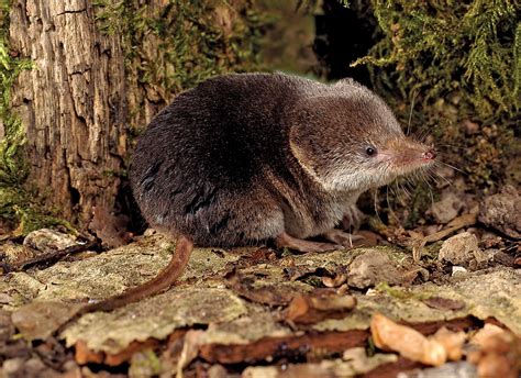 The Untold Story of Shrews: Understanding the Enigmatic Definition of a Shrew