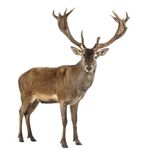 The Glossy Guide to Understanding the Intricacies of the Stag Definition