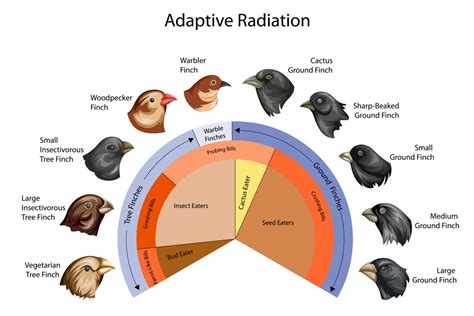 Unleashing the Wonders of Evolution: An Inclusive Guide to the Definition of Adaptive Radiation in Biology