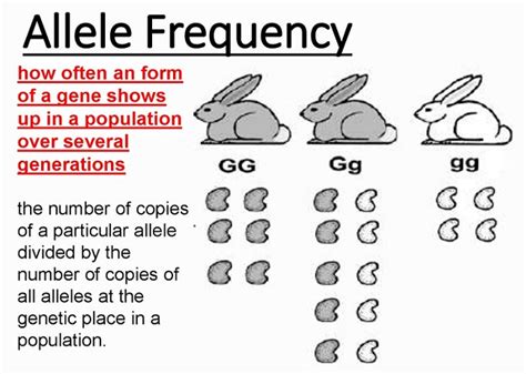 What is Allele Frequency? Understand it Here!