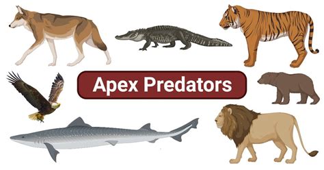 Unleashing the Reign of the Ultimate Hunter: A Comprehensive Guide to Understanding the Definition of Apex Predator