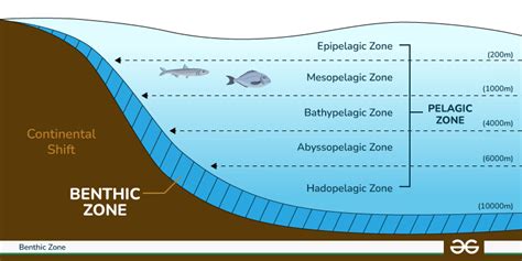 Uncovering the Mysteries of the Mysterious Benthic Zone: An In-Depth Definition