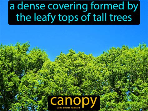Discovering the Definition of a Canopy Tree in Nature