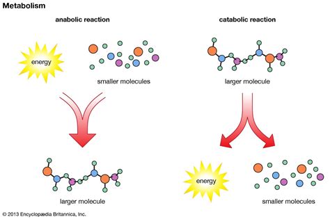 Breaking it Down: A Comprehensive Guide to Understanding Catabolic Reactions