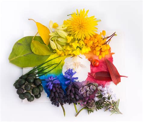 The Art of Chromatic Harmony in Floral Design: Understanding the Definition of Color