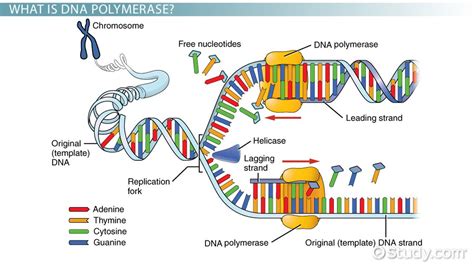 The Powerhouse of DNA Replication: Unraveling the Definition of DNA Polymerase