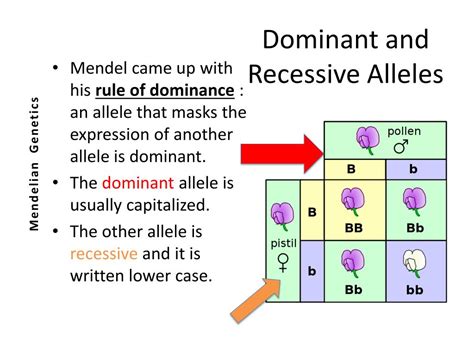 The Genetic Powerhouse: Unveiling the Definition and Mastery of Dominant Alleles