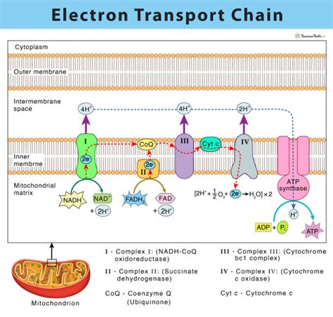 Unraveling the Mystery: Exploring the Intricate Definition of Electron Transport Chain