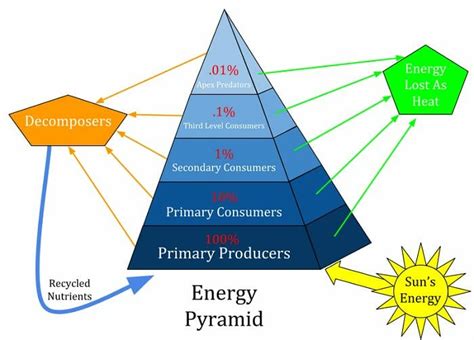 Unlocking the Secrets of the Energy Pyramid: A Comprehensive Guide to Understanding Its Definition and Importance.