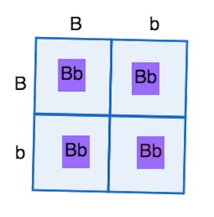 Understanding the F2 Generation: Definition and Key Points.