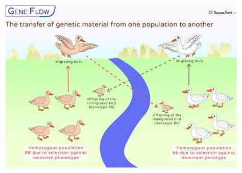 Unveiling the Mystery of Genetic Exchange: Discovering the Definition of Gene Flow