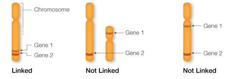 Understanding Genetic Linkage: Definition and Explanation