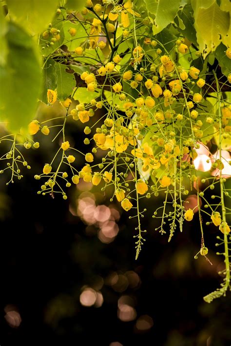 Exploring the Meaning Behind Golden Shower