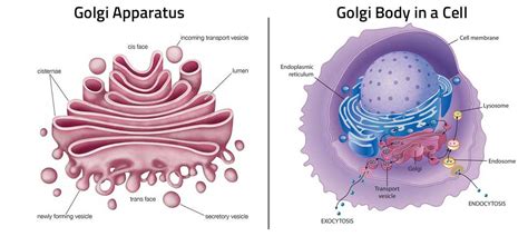 Unraveling the Hidden Mysteries of Golgi Apparatus: Understanding the Definition and Function of Golgi Body