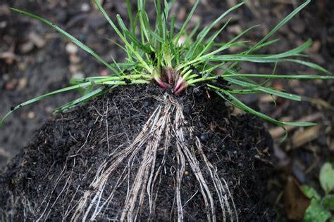 Discover the Meaning of Grass Roots and Its Importance