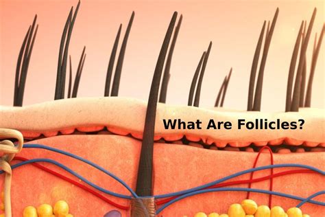 Unlocking the Mystery: Unveiling the Definition and Functions of Hair Follicles
