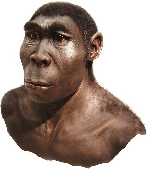 Discovering the Secrets of Homo Erectus: Unraveling the Definition and Characteristics of the Forefather of Humankind