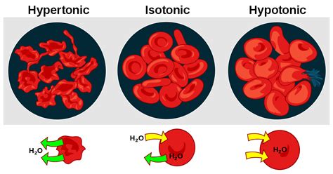 Fathoming The Depths of Hypertonicity: Unveiling the Definition of Hypertonic in Biology