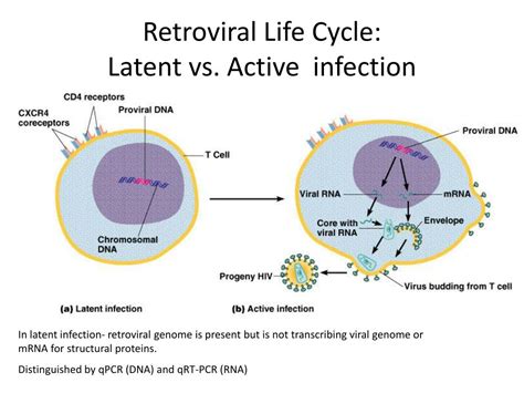 Unveiling the Enigma: Understanding the Definition of Latent Infection