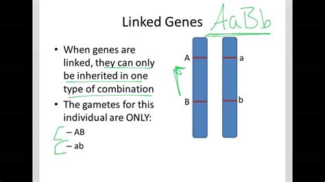 Decoding the Mysteries of Linked Genes: Understanding the Intricate Relationship between Inherited Traits