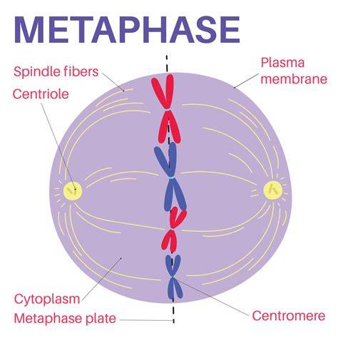 Understanding Metaphase 2: The Final Stage of Meiosis