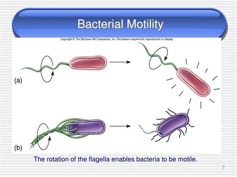 Exploring the Significance of Motile in Biological Processes