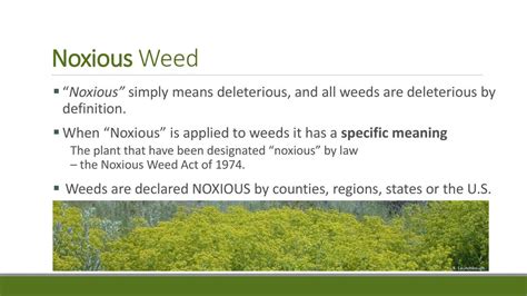 Understanding Noxious Weeds: Definition and Impacts Explained.