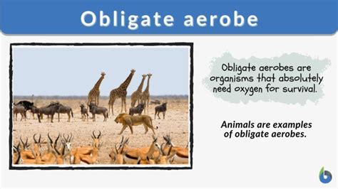 The Vital Significance of Obligate Aerobes: An In-Depth Understanding