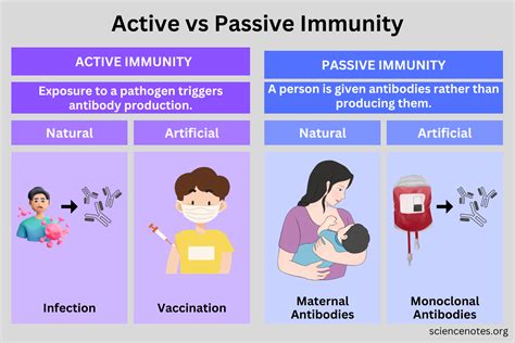 Uncovering the Essence of Passive Immunity: An In-Depth Definition