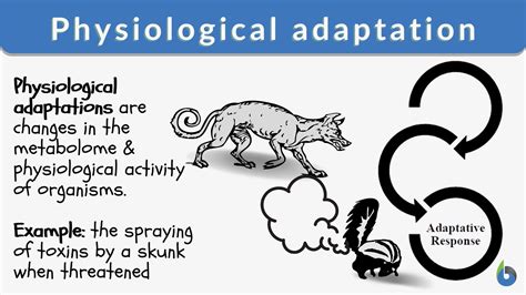 Unveiling the Intricate Science of Physiological Adaptation: Definition and Mechanisms.