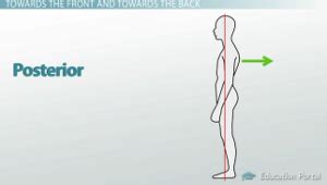 The Marvelous Mastery of Anatomy: A Complete Guide to Understanding the Posterior Region