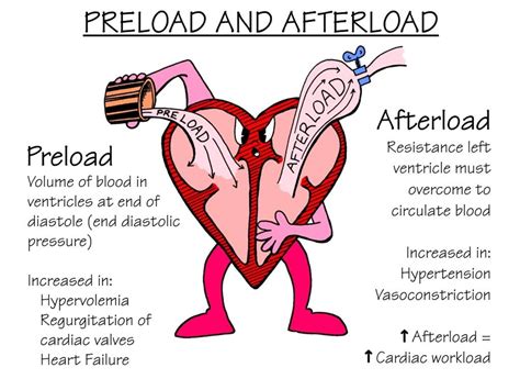 Master the Heart's Physiology: Unraveling the Secret of Preload and Afterload Definition
