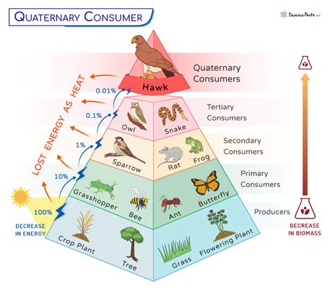 Unraveling the Mystique of Quaternary Consumers: Understanding the Apex Predator of Ecosystems
